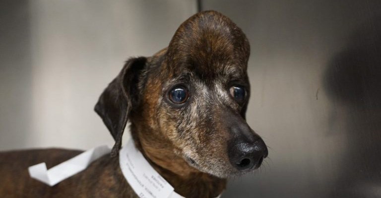 Imprimen en 3D cráneo de perrita bebé para salvarle la vida