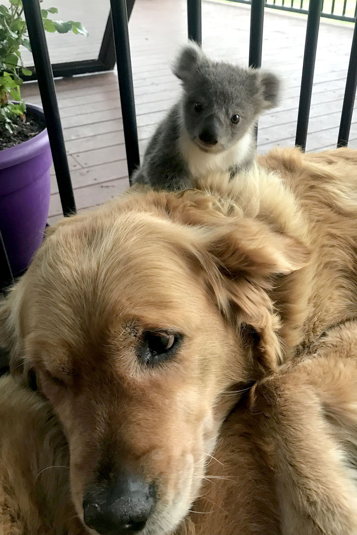 Perro rescata Koala en Australia