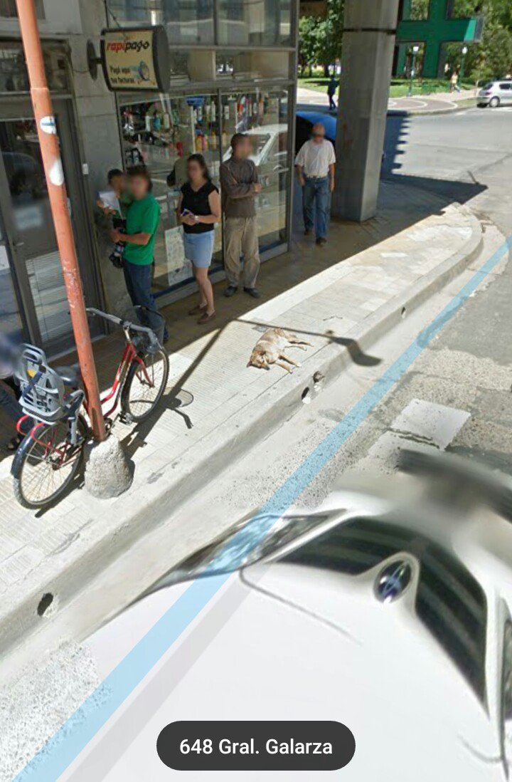 Perritos De Google Maps