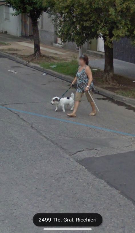 Perritos De Google Maps