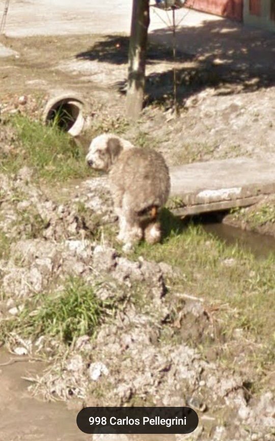 Perritos De Google Maps