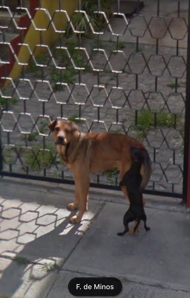 Perritos De Google Maps