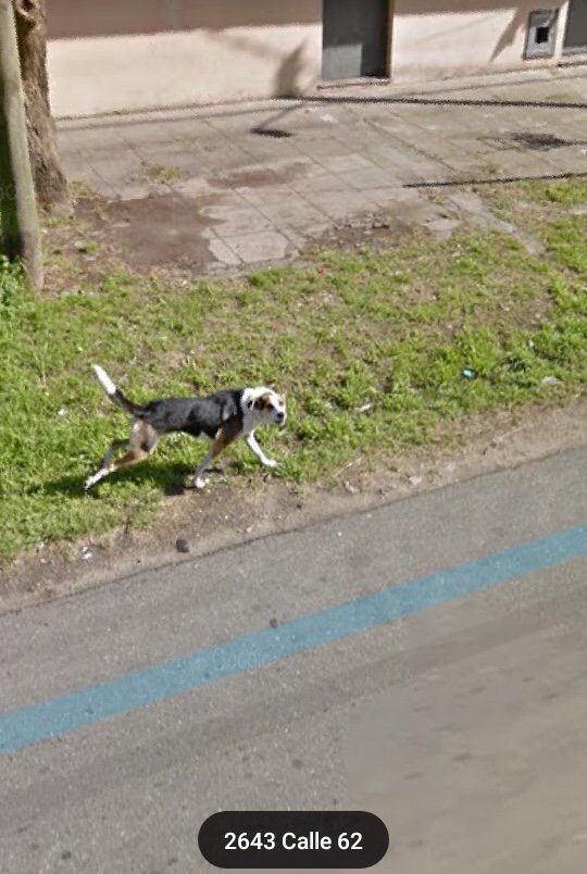 Perritos De Google Maps