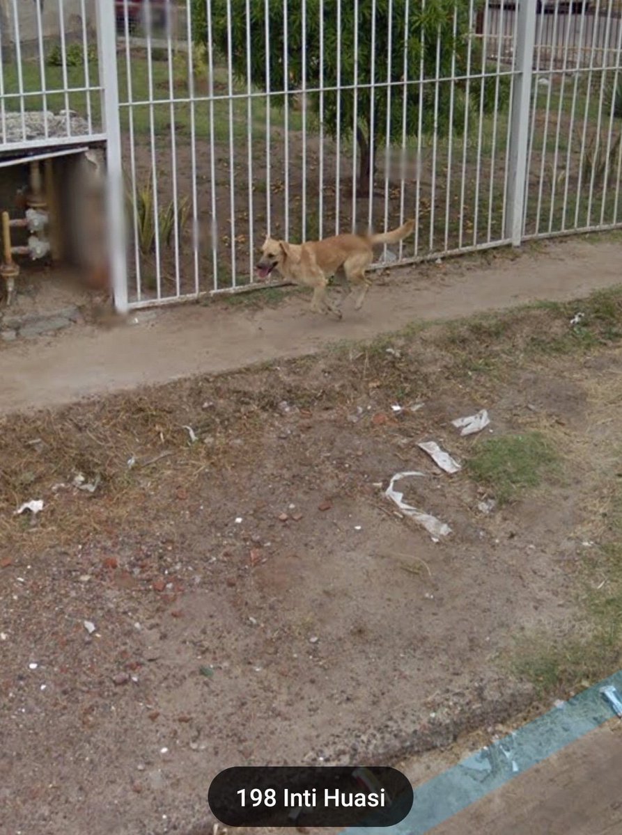 Perritos De Google Maps