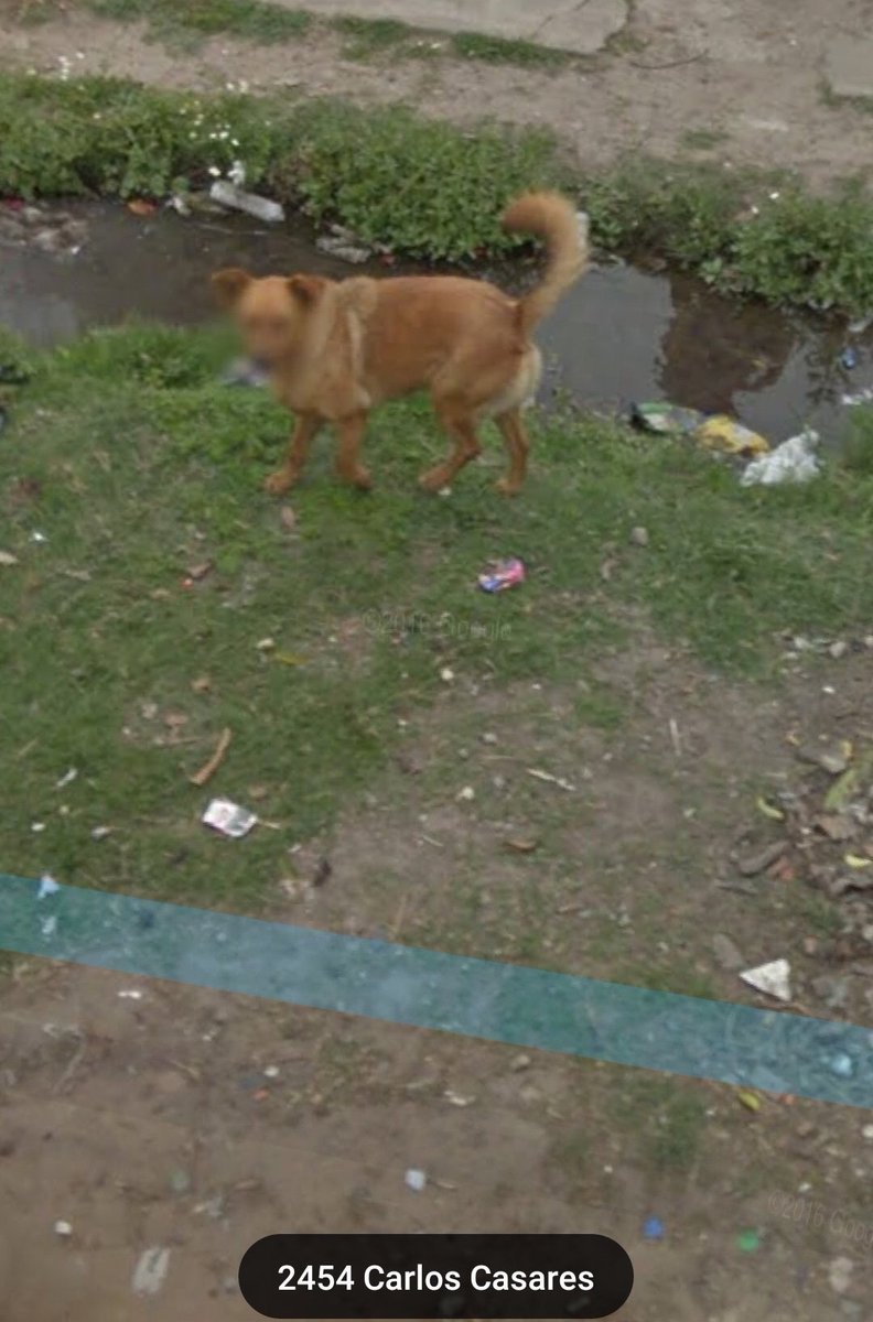 Perritos De Google Maps