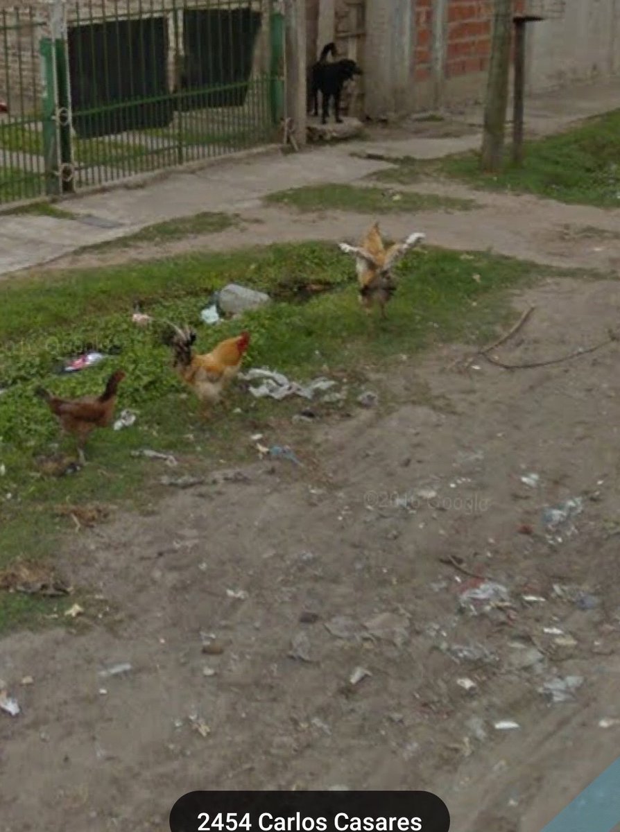 Perritos De Google Maps