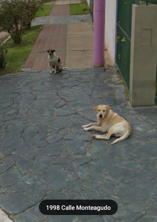Perritos De Google Maps