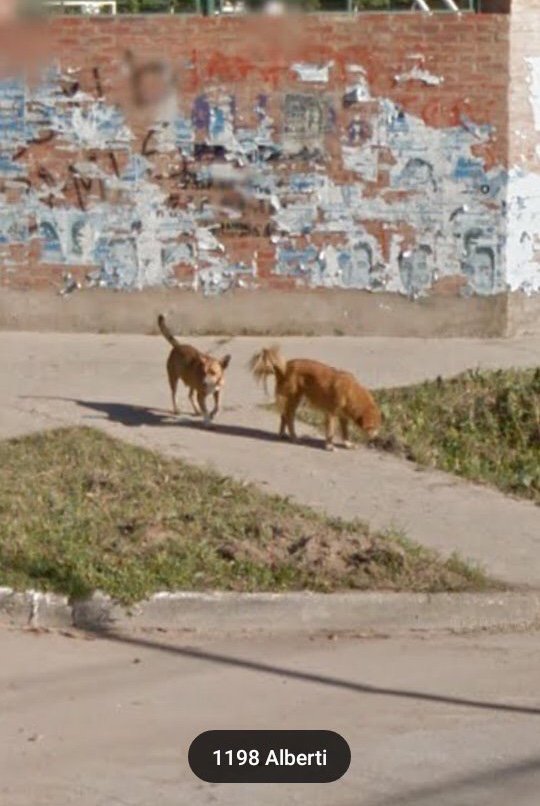 Perritos De Google Maps