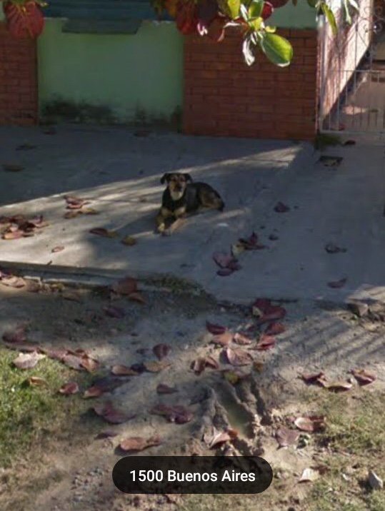 Perritos De Google Maps