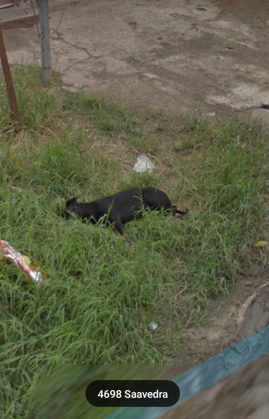 Perritos De Google Maps