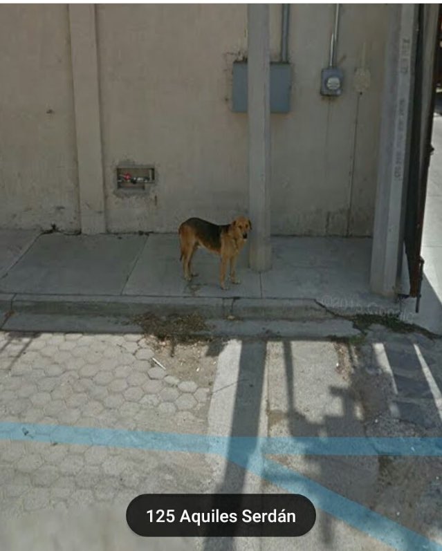 Perritos De Google Maps