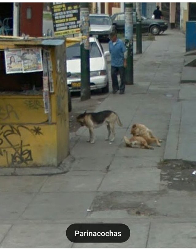 Perritos De Google Maps