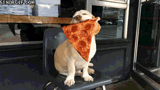 Perro vegetariano