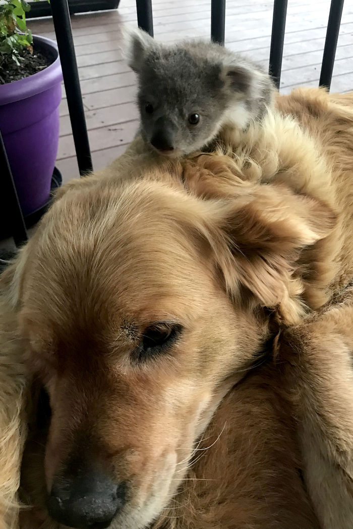 Perro rescata a Koala