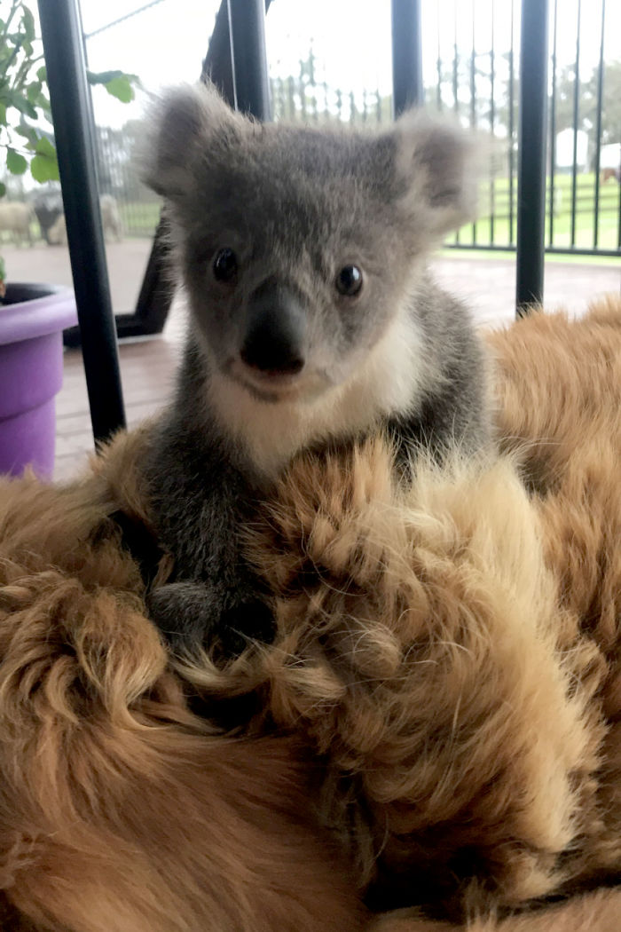 Perro rescata cría de Koala en Australia
