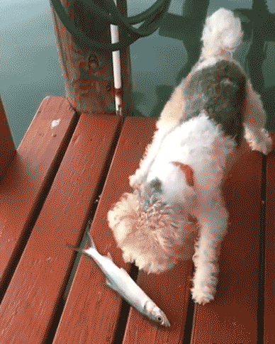 Perro asustado con pescado