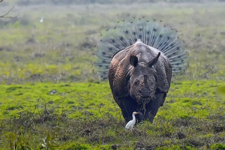 Las fotos más divertidas de animales durante 2018