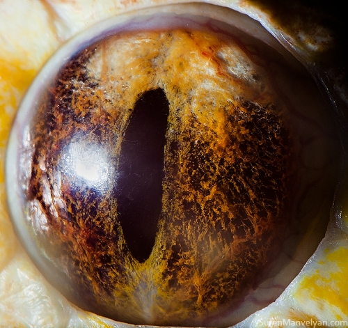 Ojos de animales