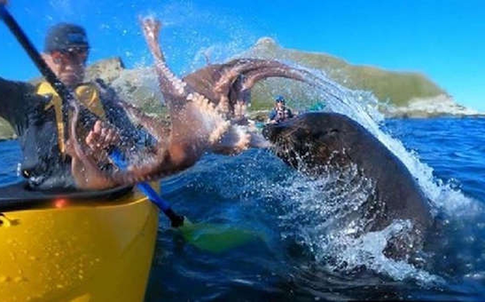 LeÃ³n marino le escupe UN PULPO en la cara a un turista