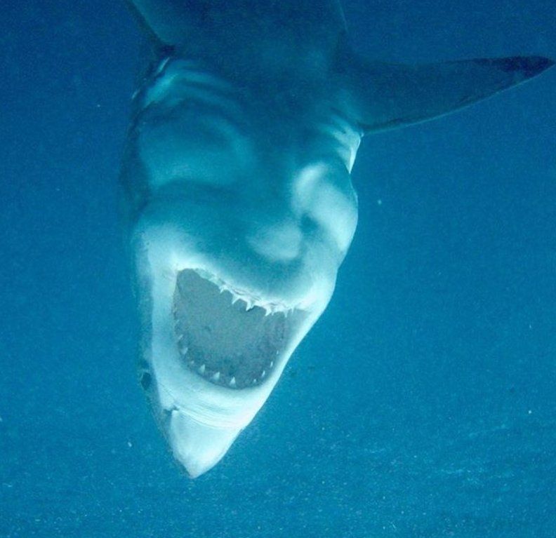 Tiburón Con Cara Demonio