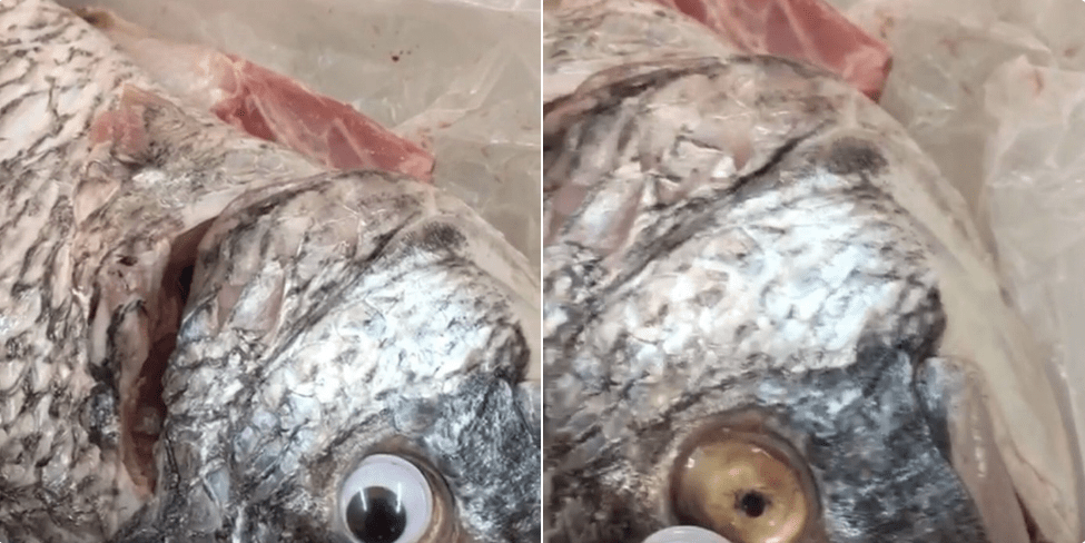 Venden pescado con ojos falsos
