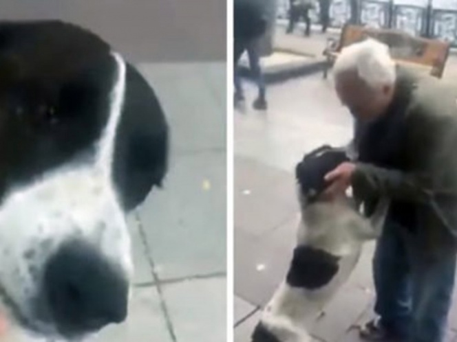 Perro reencontrándose con su dueño después de tres años