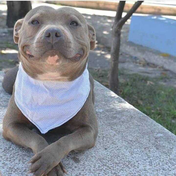 Perro arruina fotos de su dueña
