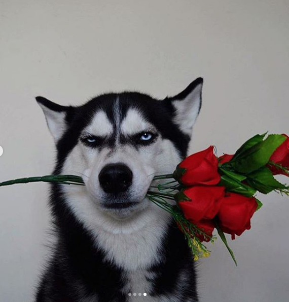 Perro que odia la vida