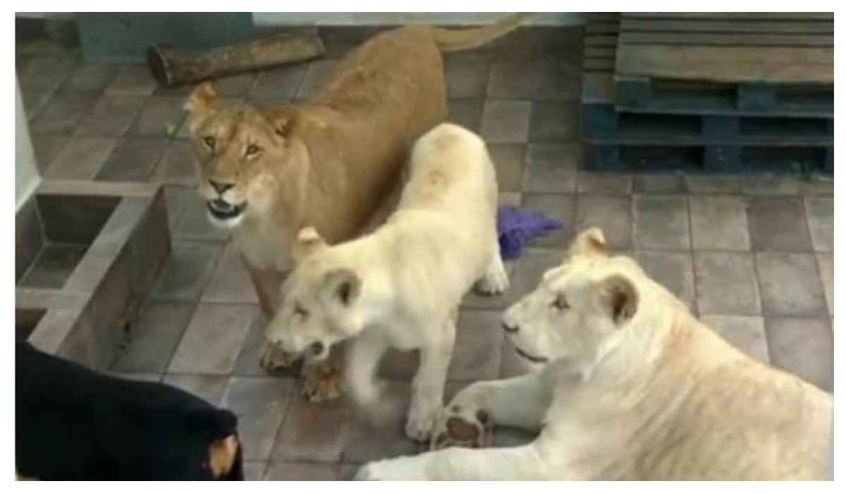 Rescatan tres leones vivían azotea CDMX