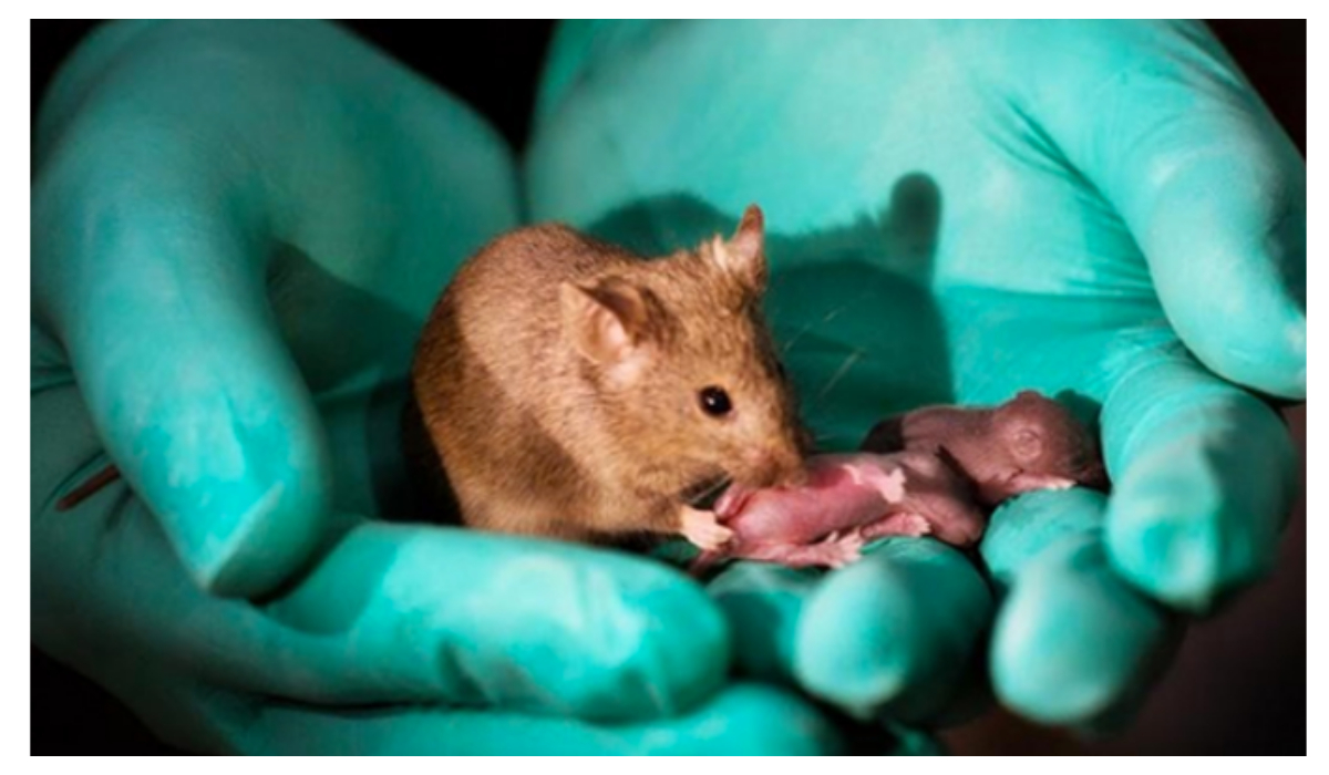 Dos ratas hembras lograron tener ratones sin macho