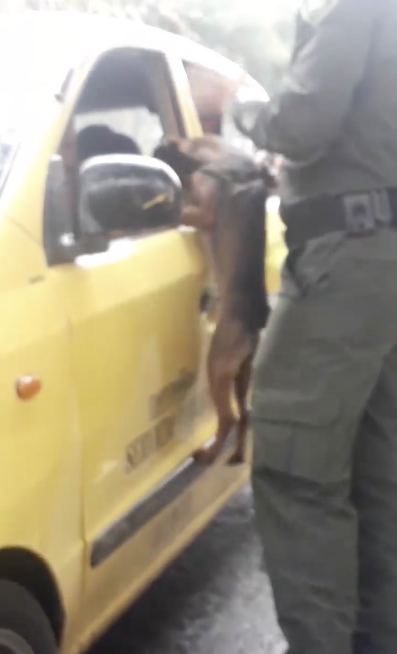Video de perro siendo abandonado en la calle