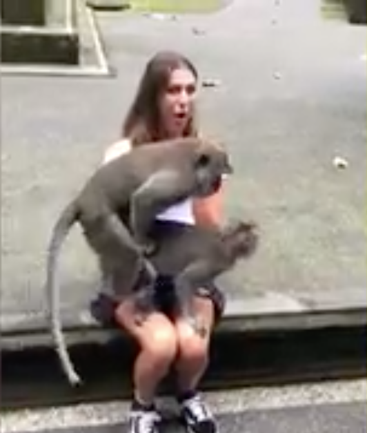 Video: monos comienzan trío con una turista desprevenida