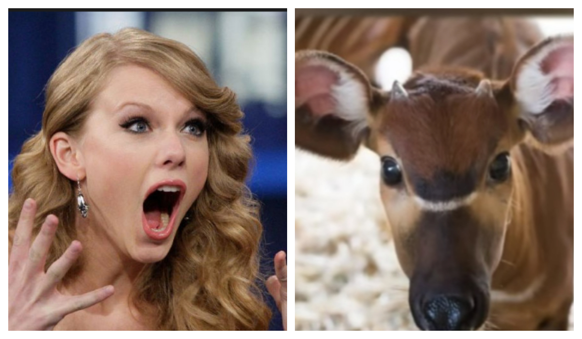 Taylor Swift salvo después escapar zoológico