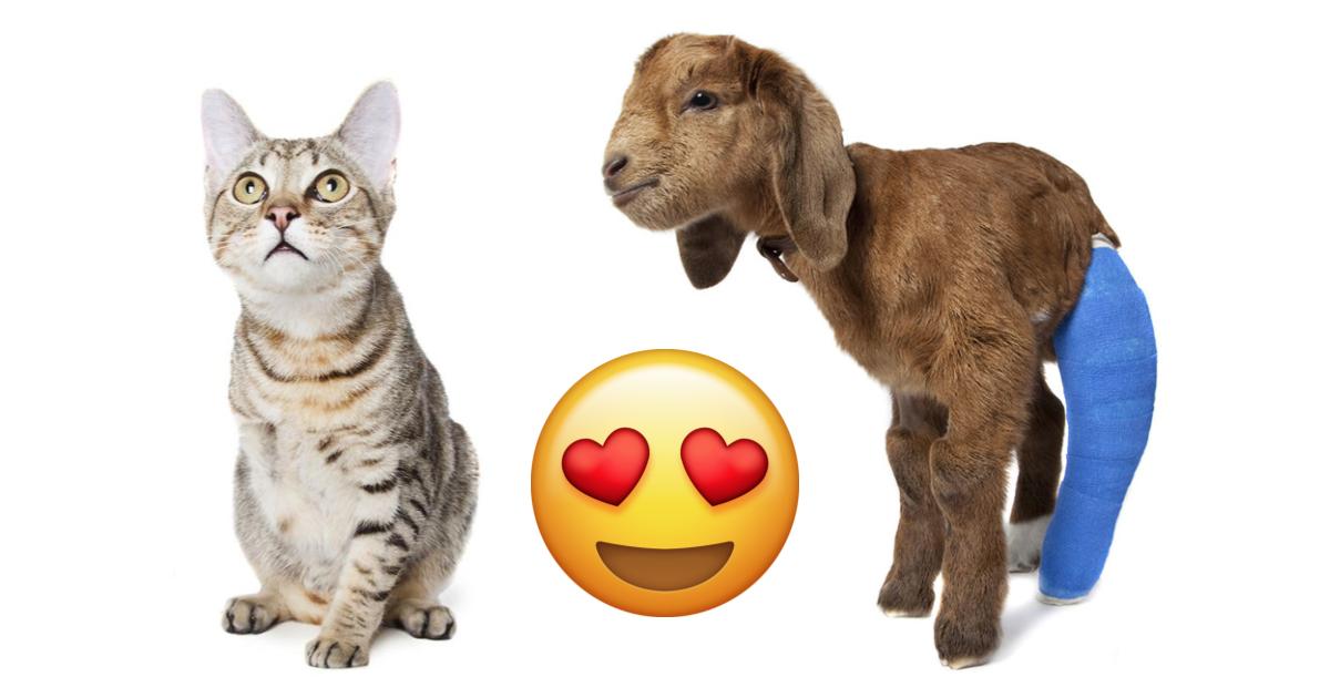 Fotos: animales con discapacidad para no olvidar su belleza