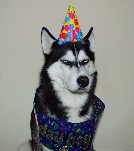 Perro odia la vida