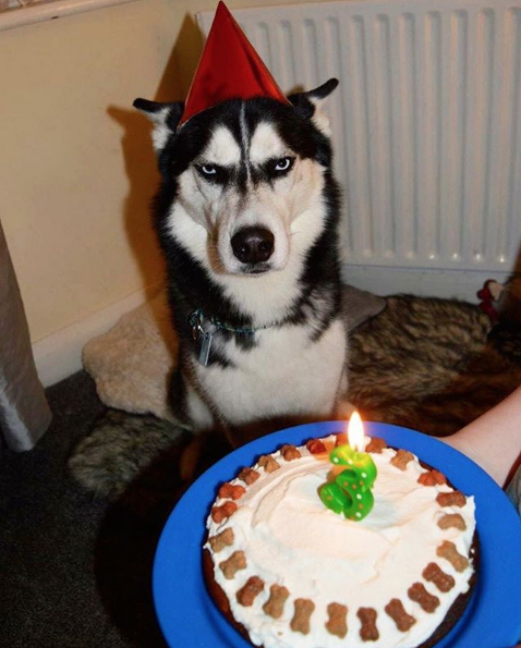 Anuko perro que odia la vida