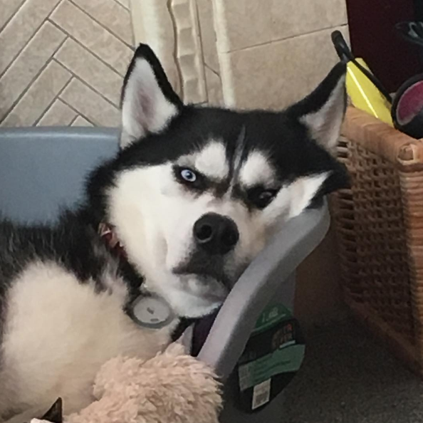 Anuko perro que odia la vida