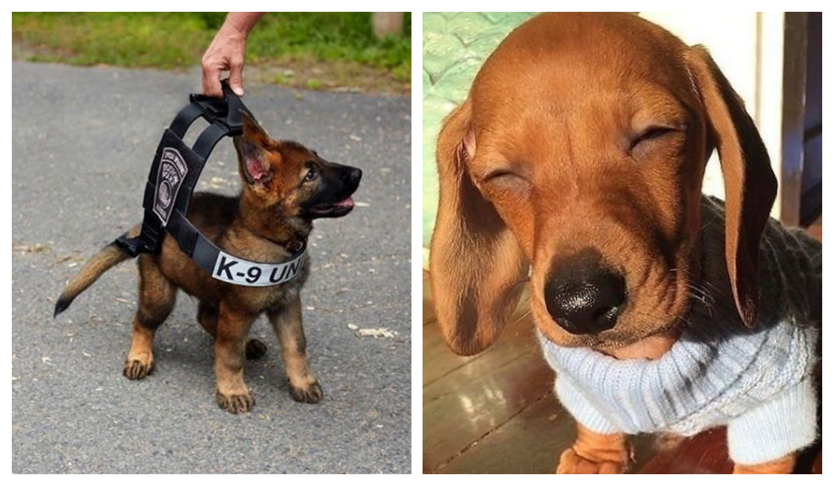 Fotos de cachorros que te alegrarán el día