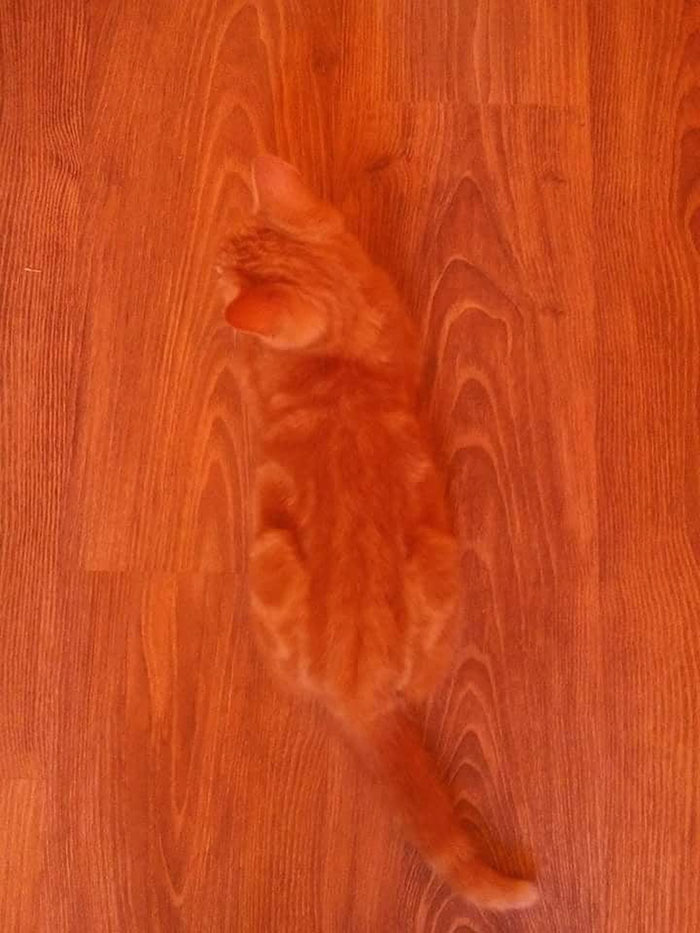 Cosas que se camuflaron con el fondo a la perfección