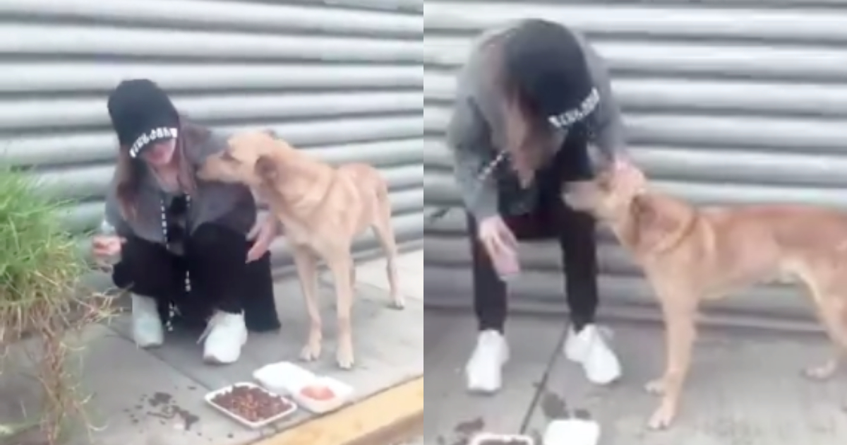 Critican A Belinda Por Ayudar A Perro Callejero, Critican Belinda, Belinda Ayuda Perro Callejero, Belinda, Perro Callejero, Video