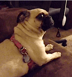 Cuarta reunión de pugs CDMX