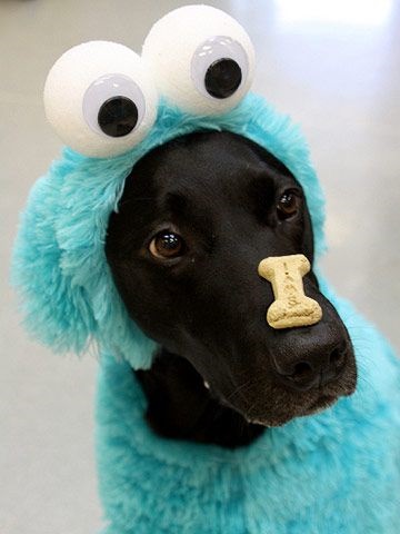 Disfraces para perros de Halloween