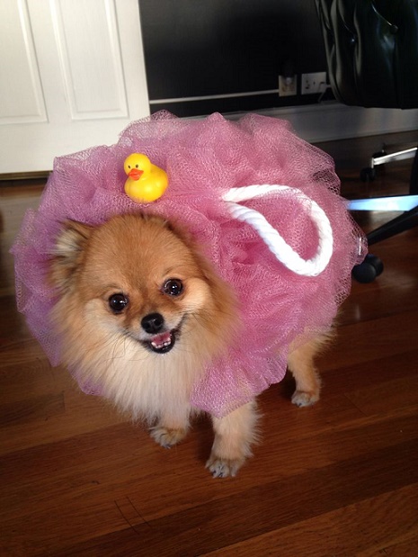 Disfraces para perros de Halloween