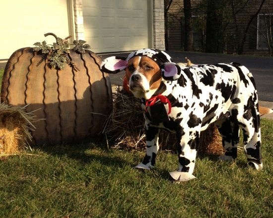 Disfraces para perros de Halloween