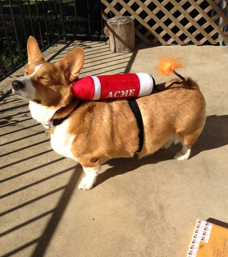 Disfraces para perros de Halloween