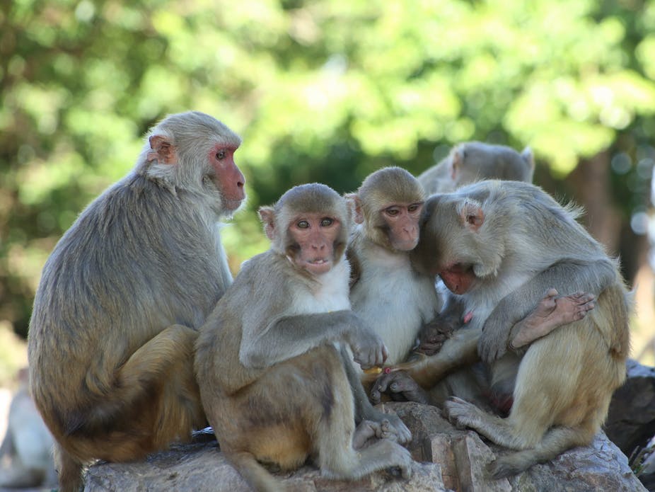 Video: monos comienzan trío con una turista desprevenida