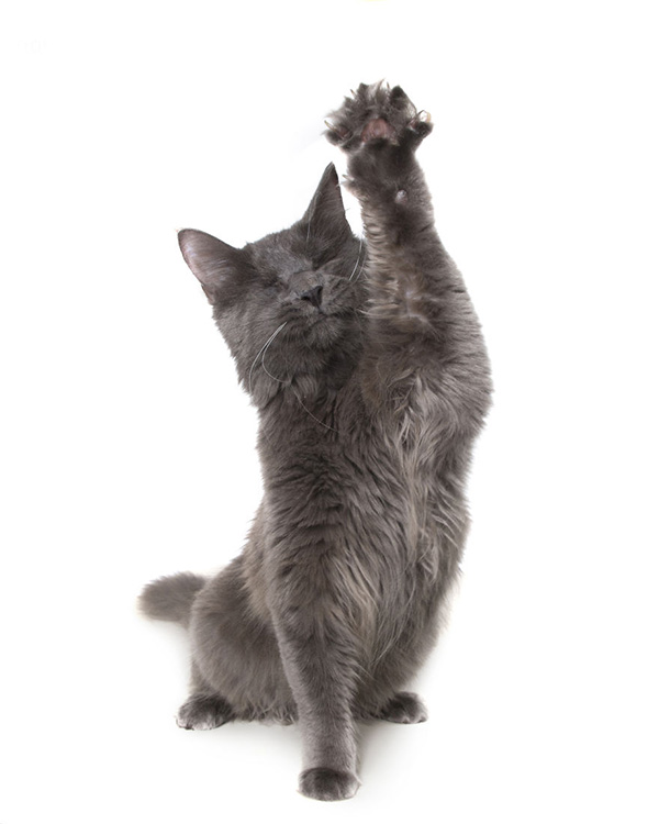 Fotos: animales con discapacidad para no olvidar su belleza