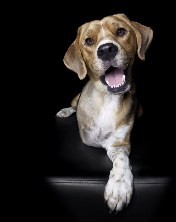Fotos: animales con discapacidad para no olvidar su belleza