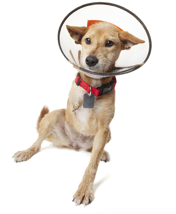Fotos: animales con discapacidad para no olvidar su belleza