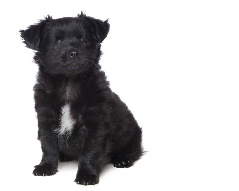 Fotos: animales con discapacidad para no olvidar su belleza